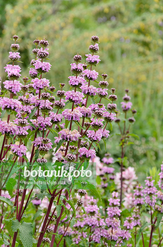 508236 - Alpen-Brandkraut (Phlomis alpina)