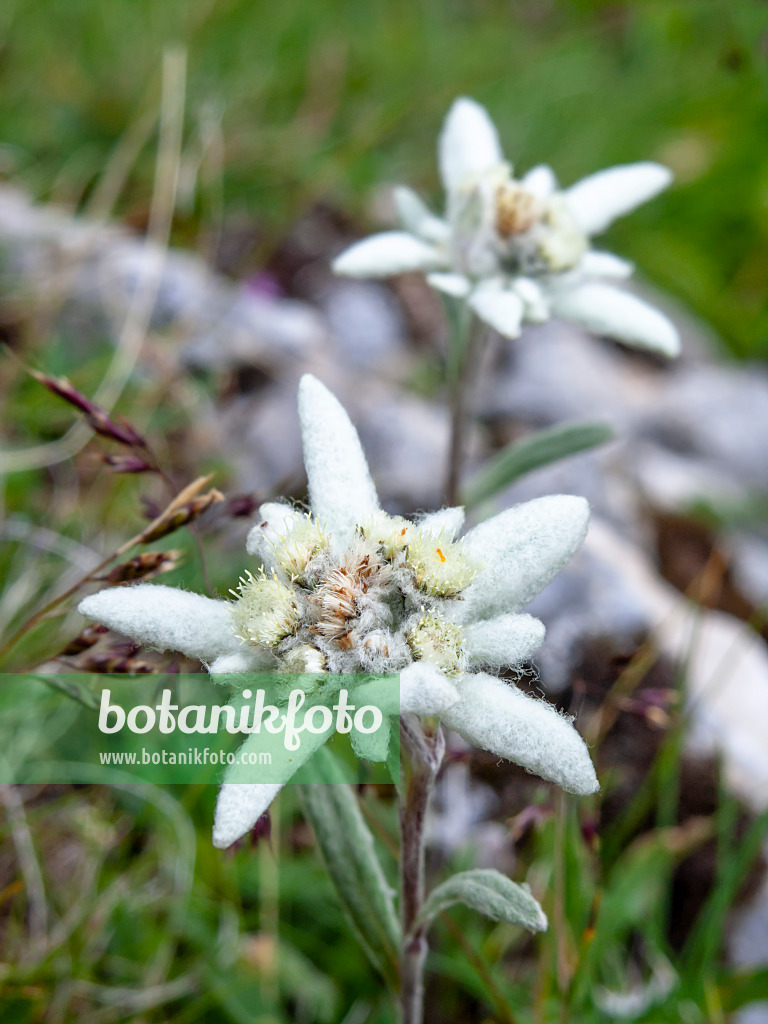 439306 - Alpen-Edelweiß (Leontopodium nivale syn. Leontopodium alpinum)