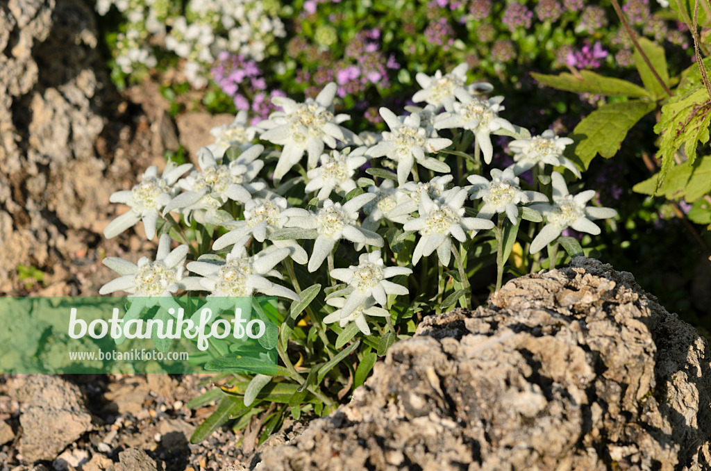 521118 - Alpen-Edelweiß (Leontopodium nivale syn. Leontopodium alpinum)