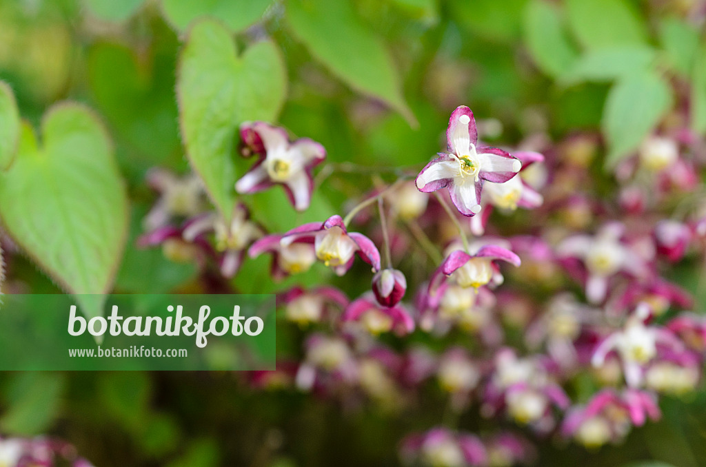 495157 - Alpen-Elfenblume (Epimedium alpinum)