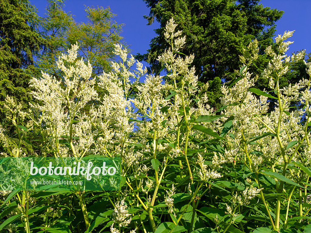 438180 - Alpen-Knöterich (Aconogonon alpinum 'Johanniswolke' syn. Polygonum alpinum 'Johanniswolke')