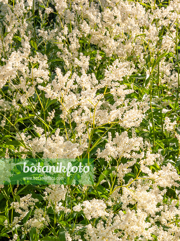 413042 - Alpen-Knöterich (Aconogonon alpinum syn. Polygonum alpinum)