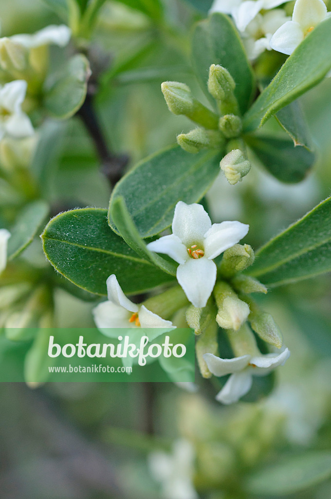 471251 - Alpen-Seidelbast (Daphne alpina)