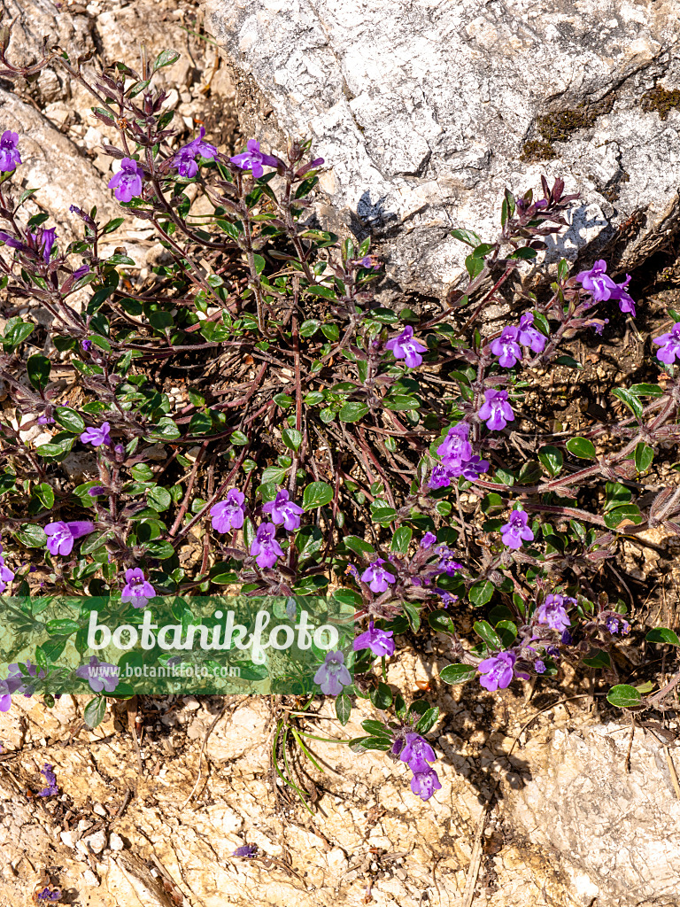 439218 - Alpen-Steinquendel (Acinos alpinus syn. Calamintha alpina)