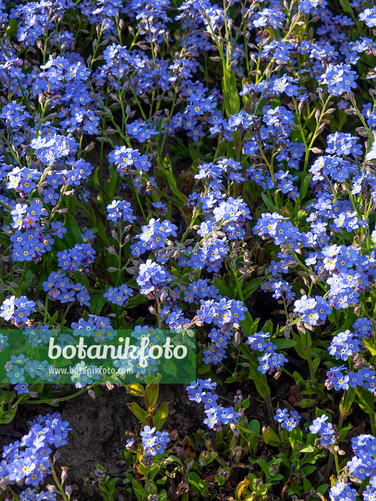 460050 - Alpen-Vergissmeinnicht (Myosotis alpestris)