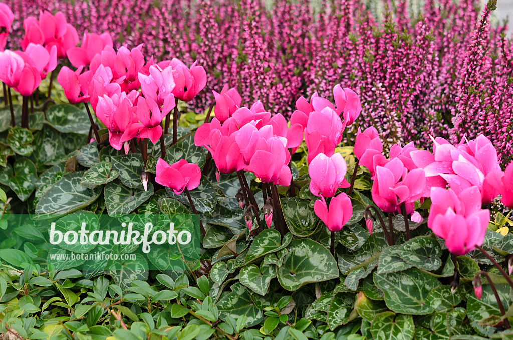 548041 - Alpenveilchen (Cyclamen) und Besenheide (Calluna)