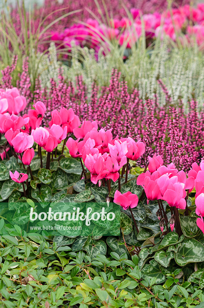 548042 - Alpenveilchen (Cyclamen) und Besenheide (Calluna)