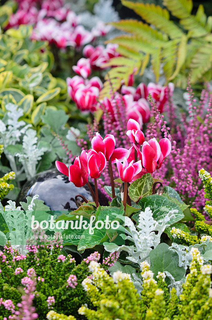 548038 - Alpenveilchen (Cyclamen), Weißfilziges Greiskraut (Senecio cineraria) und Besenheide (Calluna)