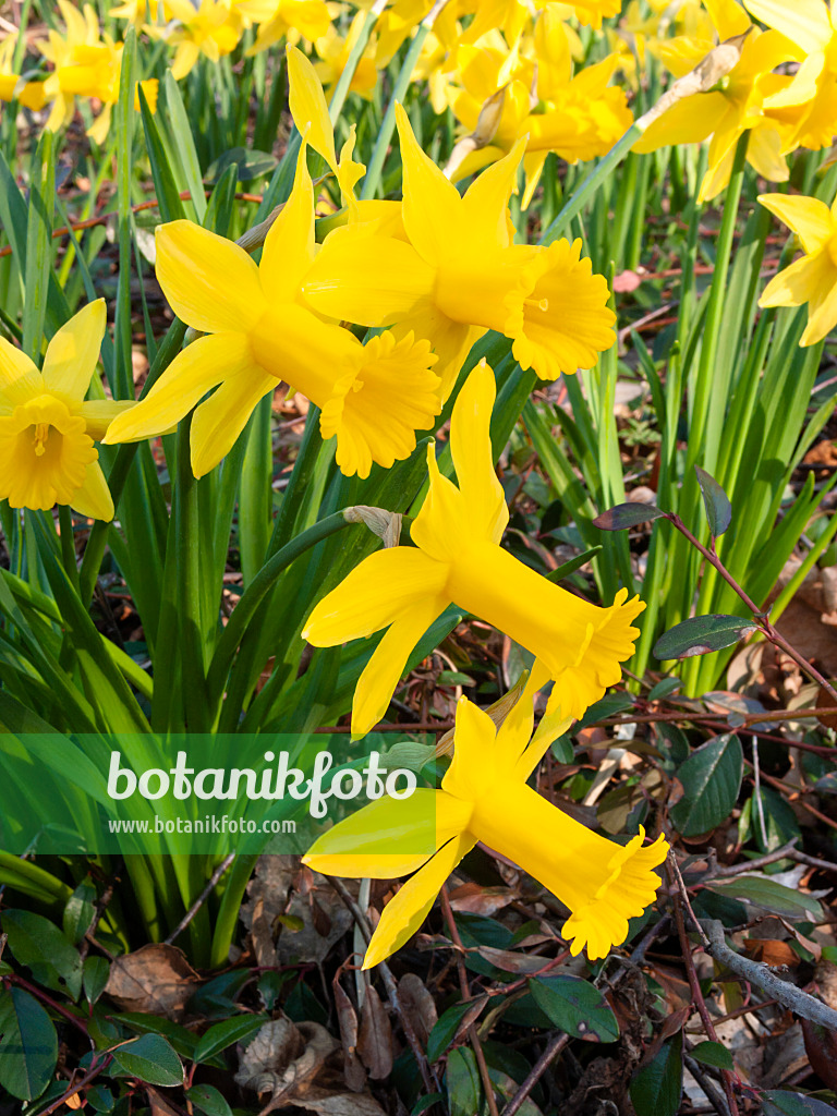 400084 - Alpenveilchennarzisse (Narcissus cyclamineus 'Peeping Tom')