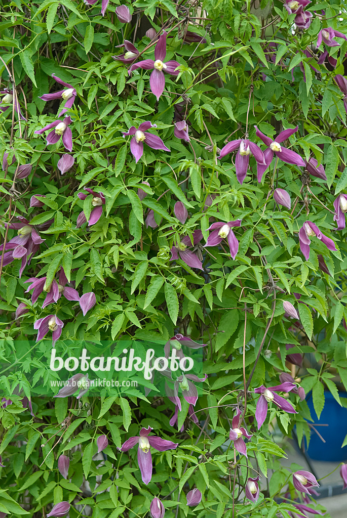 490041 - Alpenwaldrebe (Clematis alpina 'Ruby')