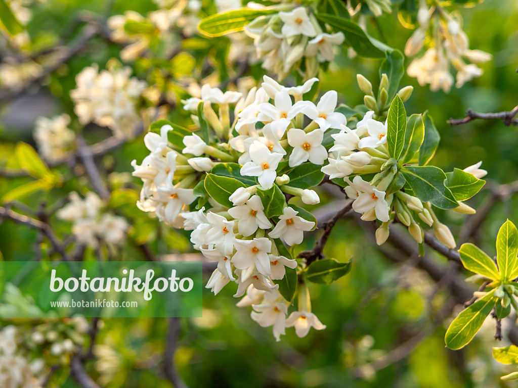 448048 - Altai-Seidelbast (Daphne altaica)