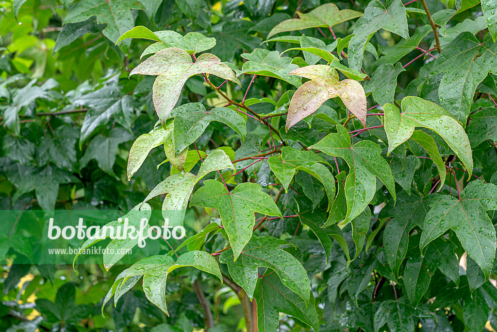 616253 - Amberbaum (Liquidambar acalycina)