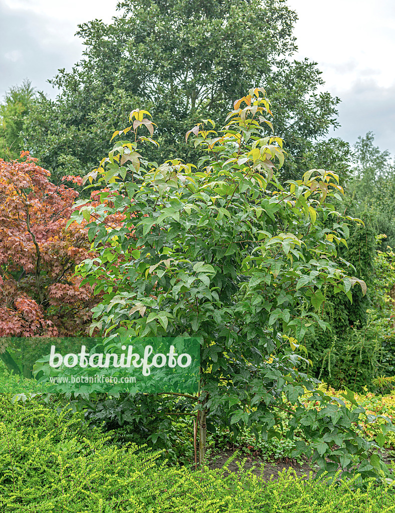 616255 - Amberbaum (Liquidambar acalycina)