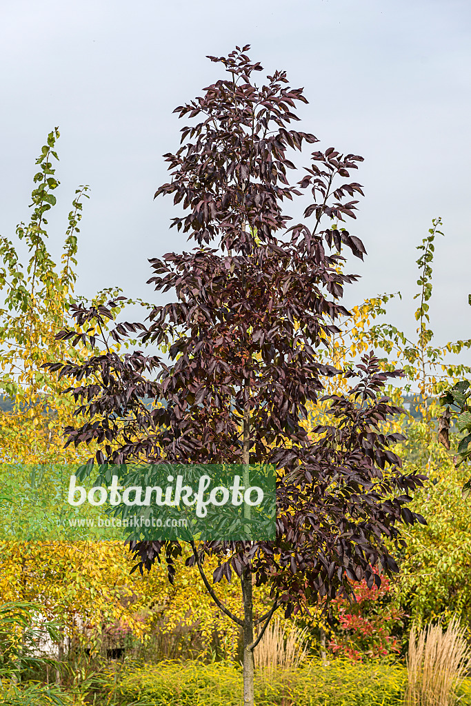 625216 - Amerikanische Esche (Fraxinus americana 'Autumn Purple')