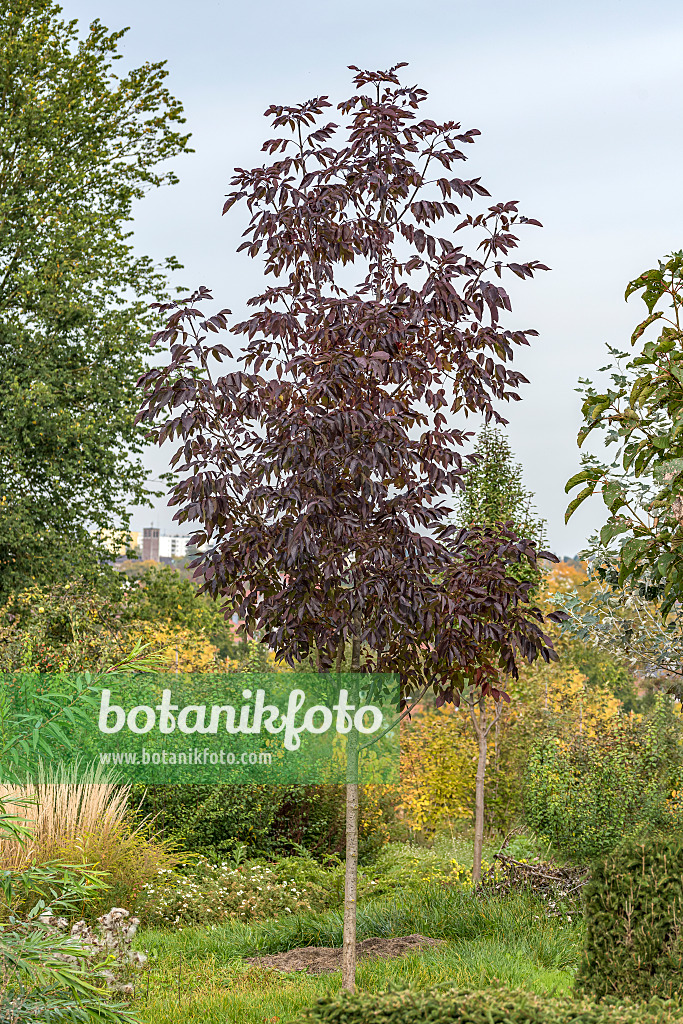 625217 - Amerikanische Esche (Fraxinus americana 'Autumn Purple')