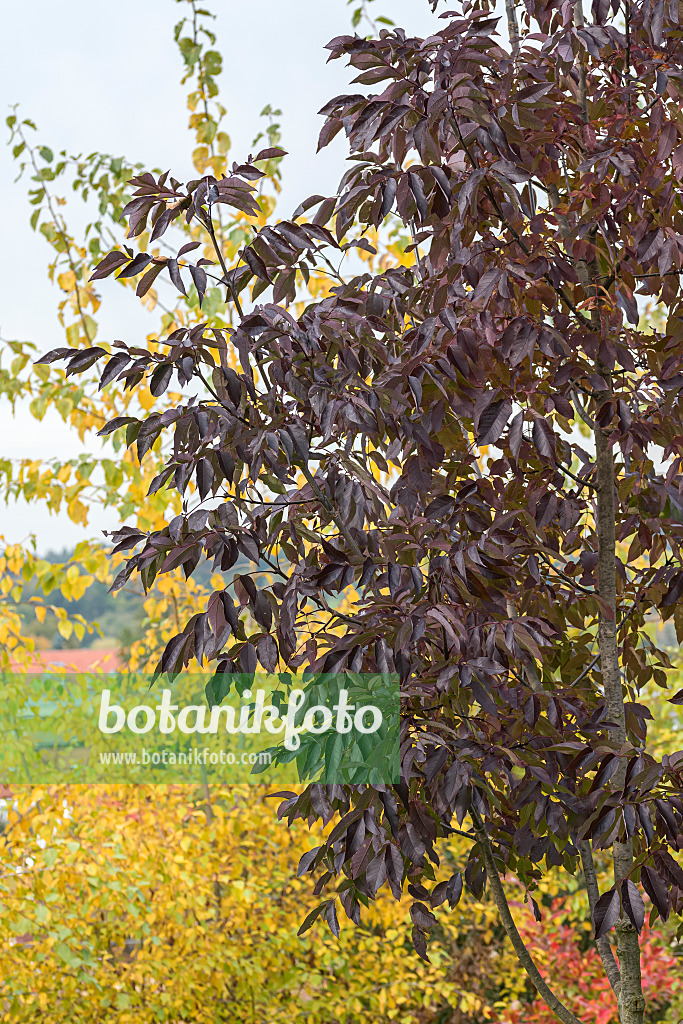 625218 - Amerikanische Esche (Fraxinus americana 'Autumn Purple')