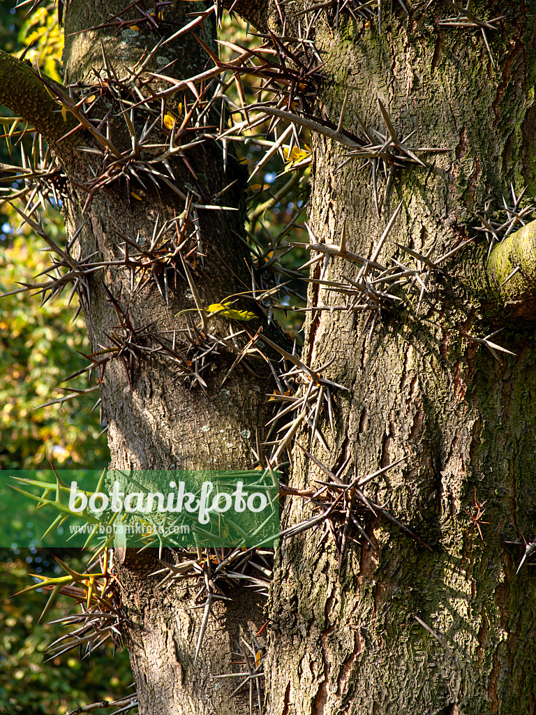 430108 - Amerikanische Gleditschie (Gleditsia triacanthos)