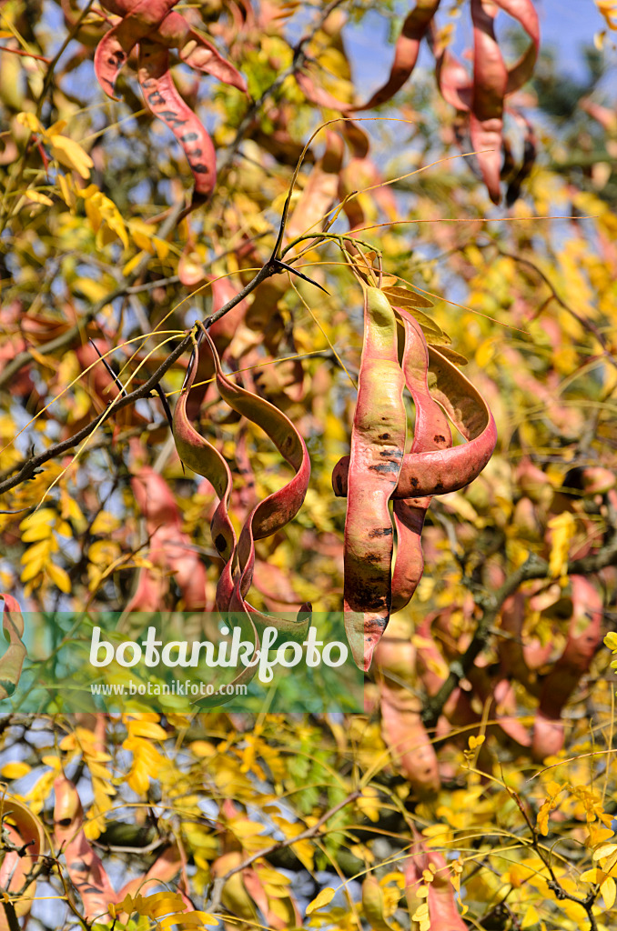 525421 - Amerikanische Gleditschie (Gleditsia triacanthos)