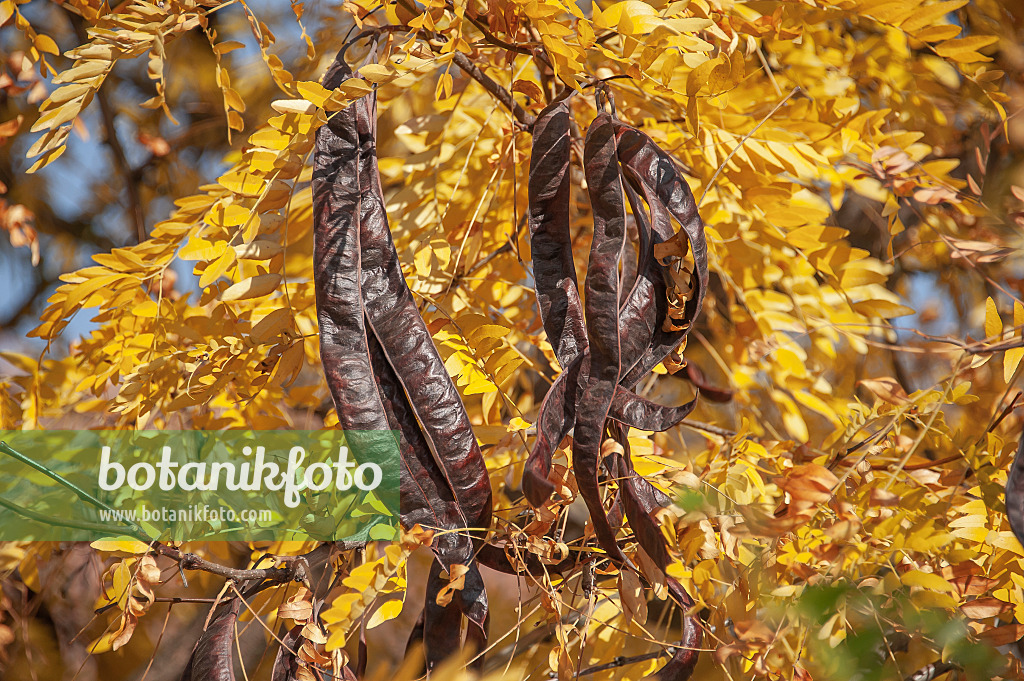 616217 - Amerikanische Gleditschie (Gleditsia triacanthos)