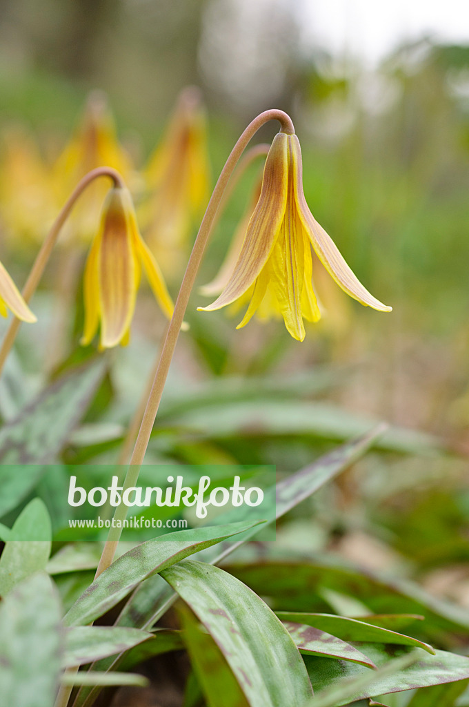 471099 - Amerikanische Hundszahnlilie (Erythronium americanum)