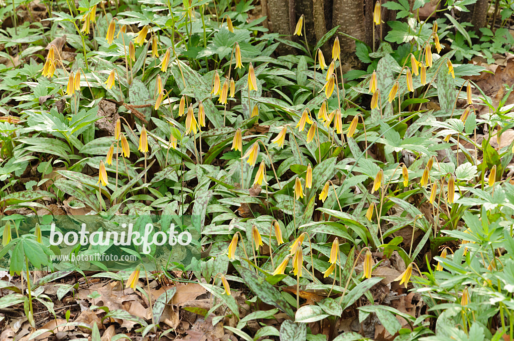 471102 - Amerikanische Hundszahnlilie (Erythronium americanum)