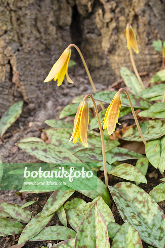 471103 - Amerikanische Hundszahnlilie (Erythronium americanum)