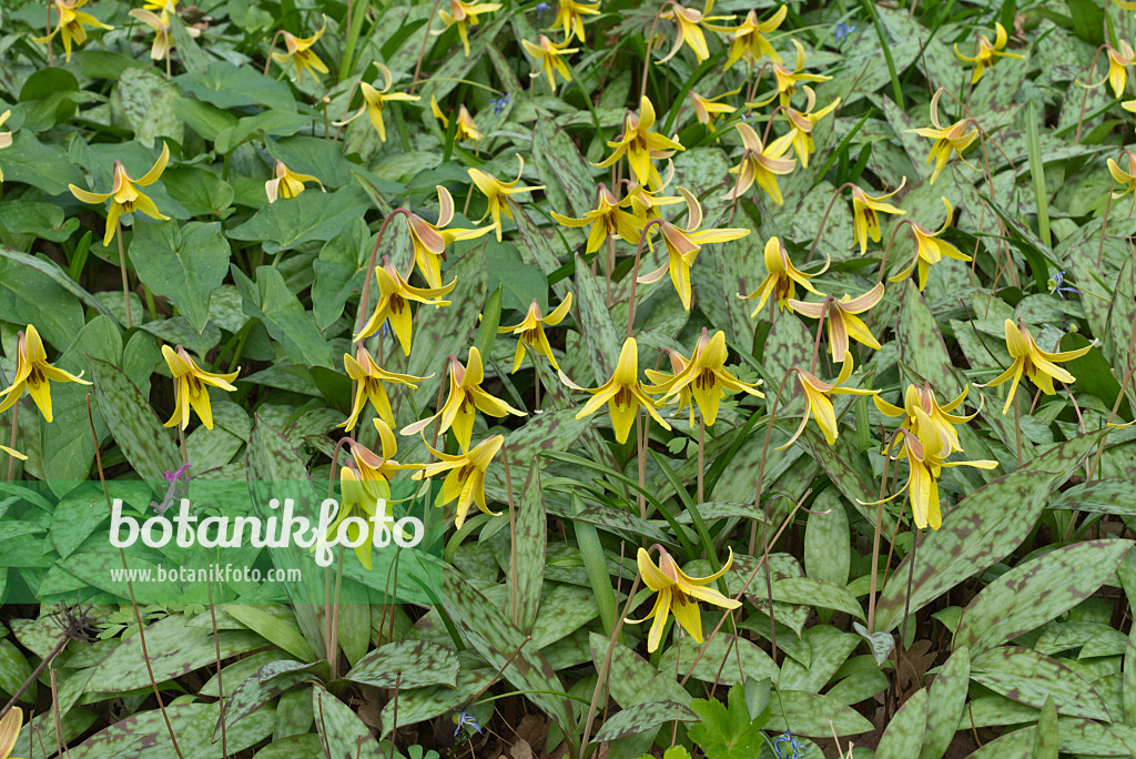 570021 - Amerikanische Hundszahnlilie (Erythronium americanum)