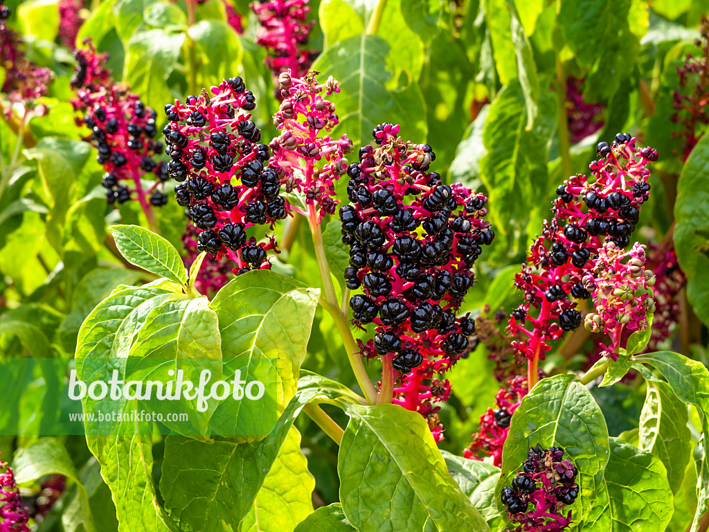 428333 - Amerikanische Kermesbeere (Phytolacca americana)