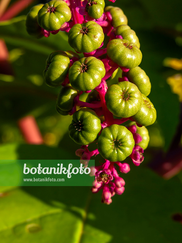 430085 - Amerikanische Kermesbeere (Phytolacca americana)