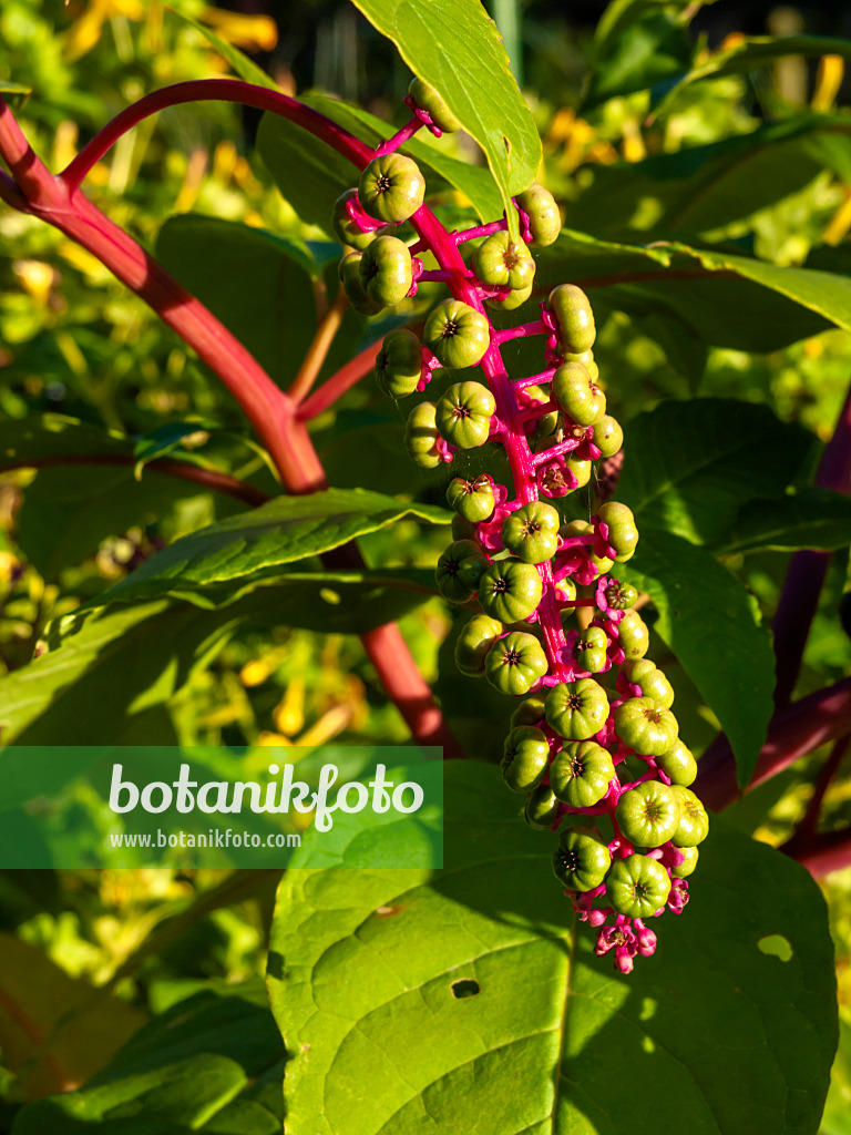 430086 - Amerikanische Kermesbeere (Phytolacca americana)