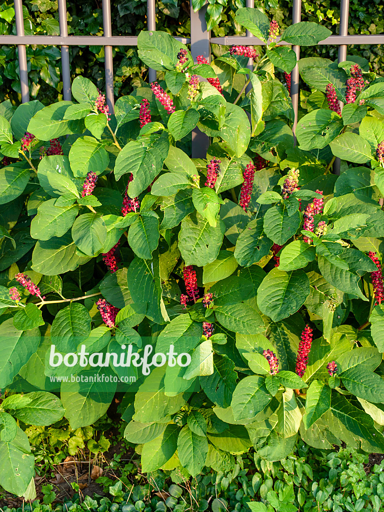 451042 - Amerikanische Kermesbeere (Phytolacca americana)