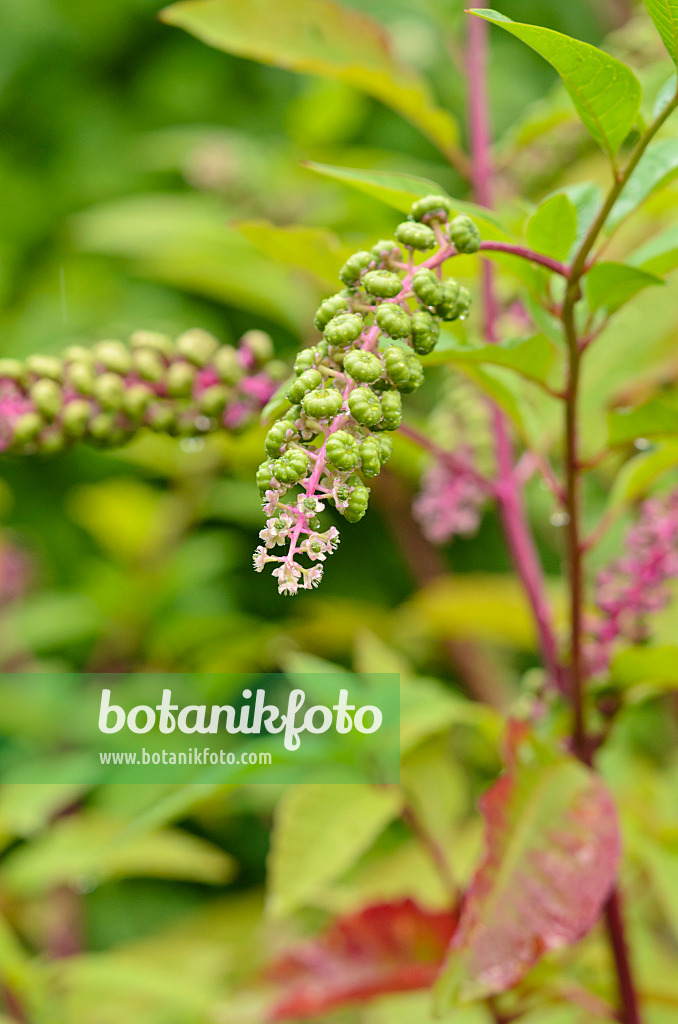 535115 - Amerikanische Kermesbeere (Phytolacca americana)