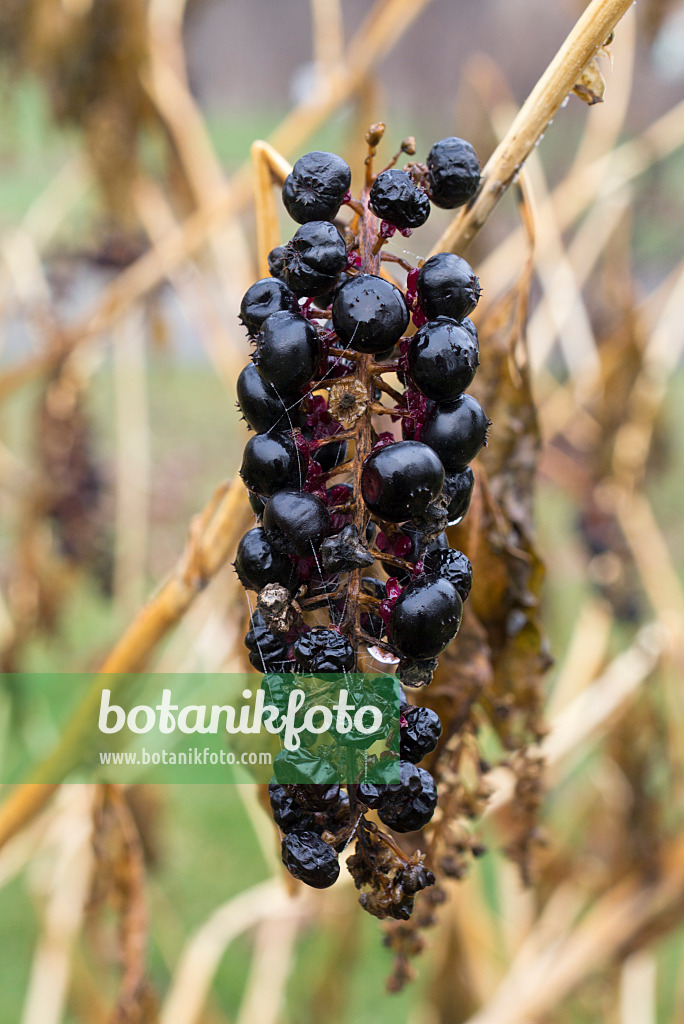 552003 - Amerikanische Kermesbeere (Phytolacca americana)