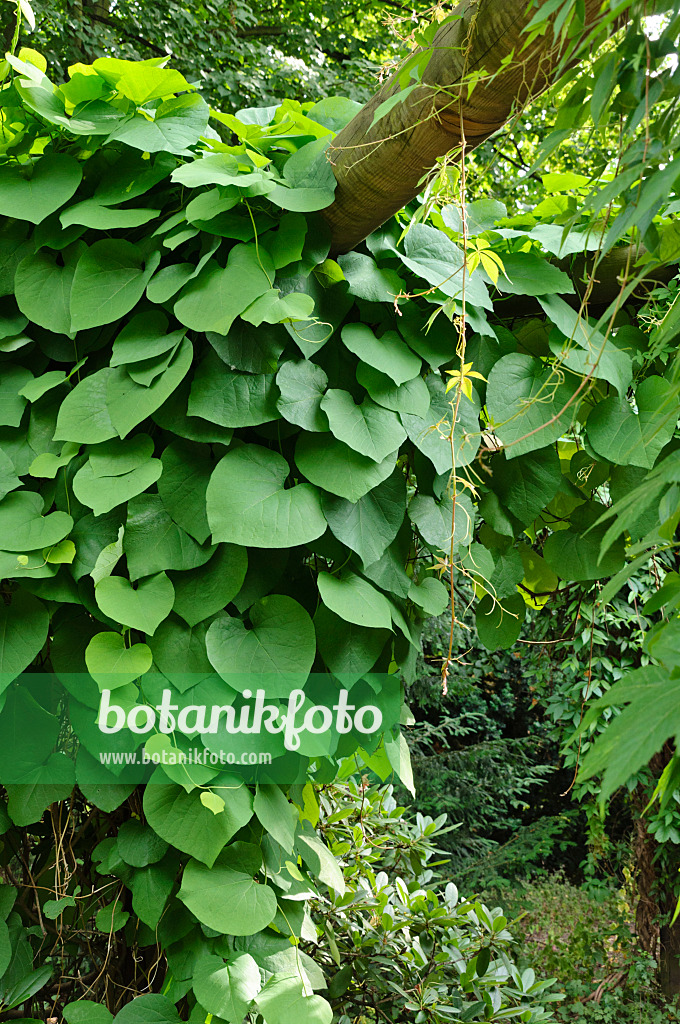 485186 - Amerikanische Pfeifenwinde (Aristolochia macrophylla)