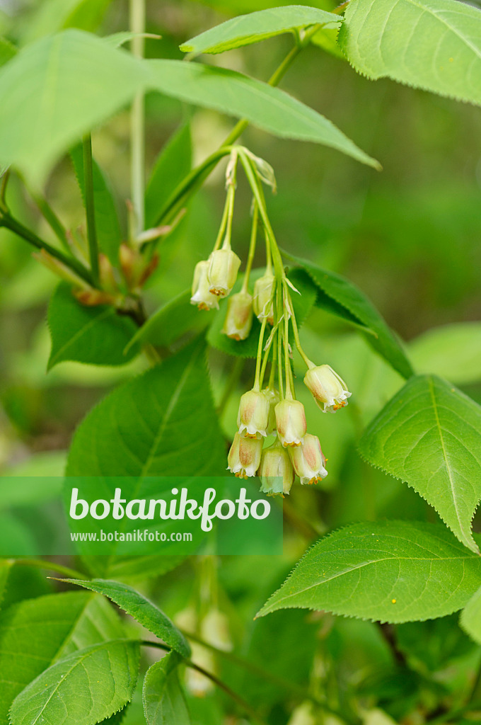 484154 - Amerikanische Pimpernuss (Staphylea trifolia)