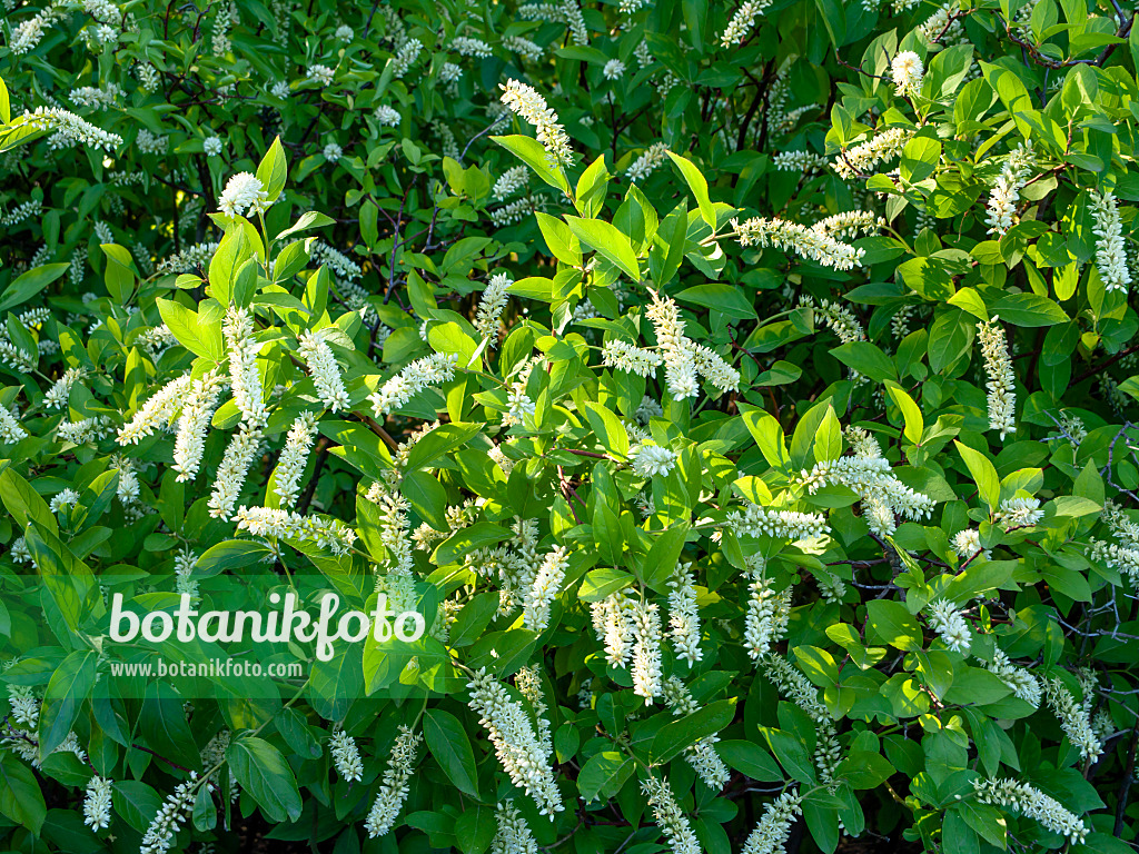 439090 - Amerikanische Rosmarinweide (Itea virginica)