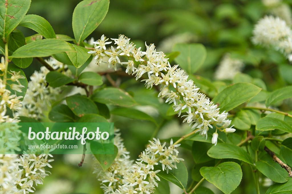 510023 - Amerikanische Rosmarinweide (Itea virginica)