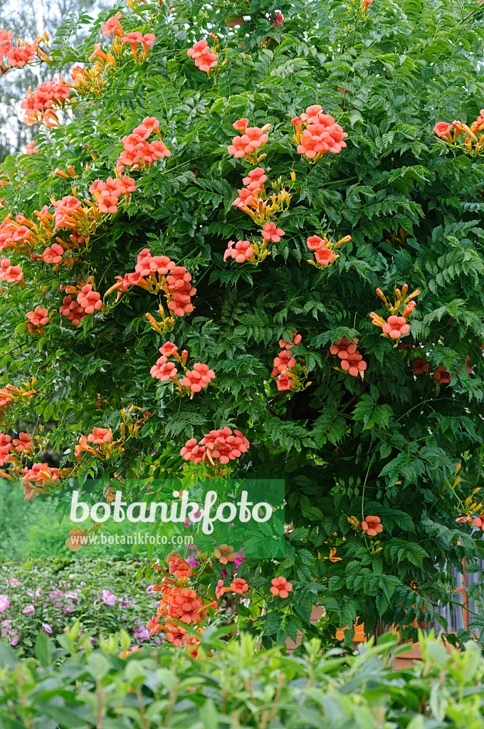 486211 - Amerikanische Trompetenblume (Campsis radicans)