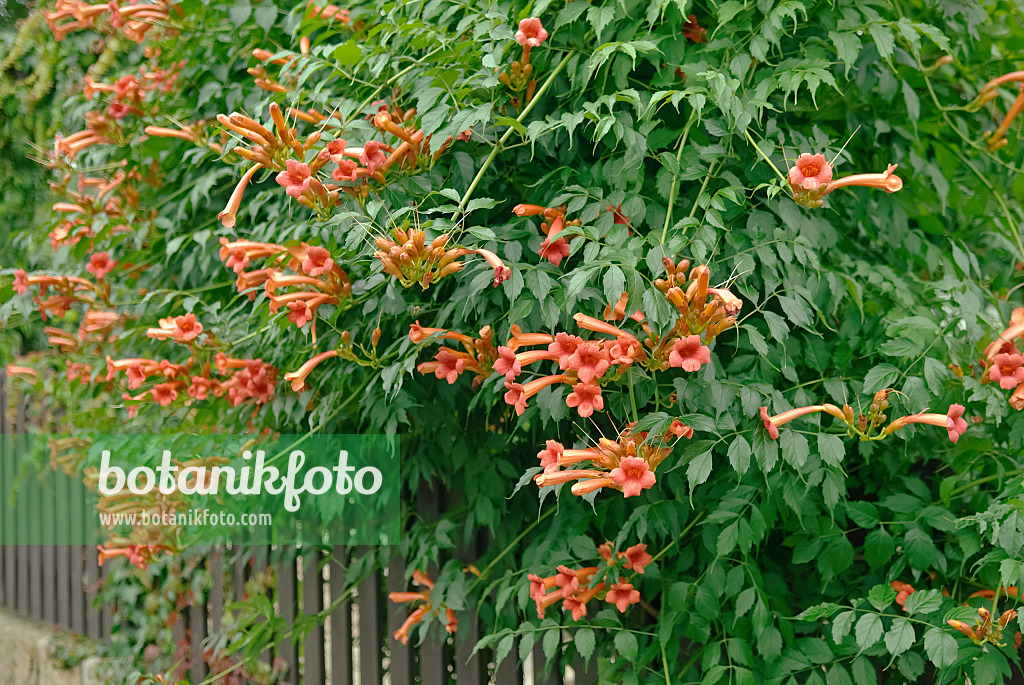 490037 - Amerikanische Trompetenblume (Campsis radicans)