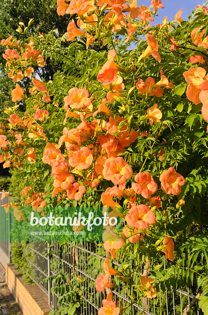 522110 - Amerikanische Trompetenblume (Campsis radicans)