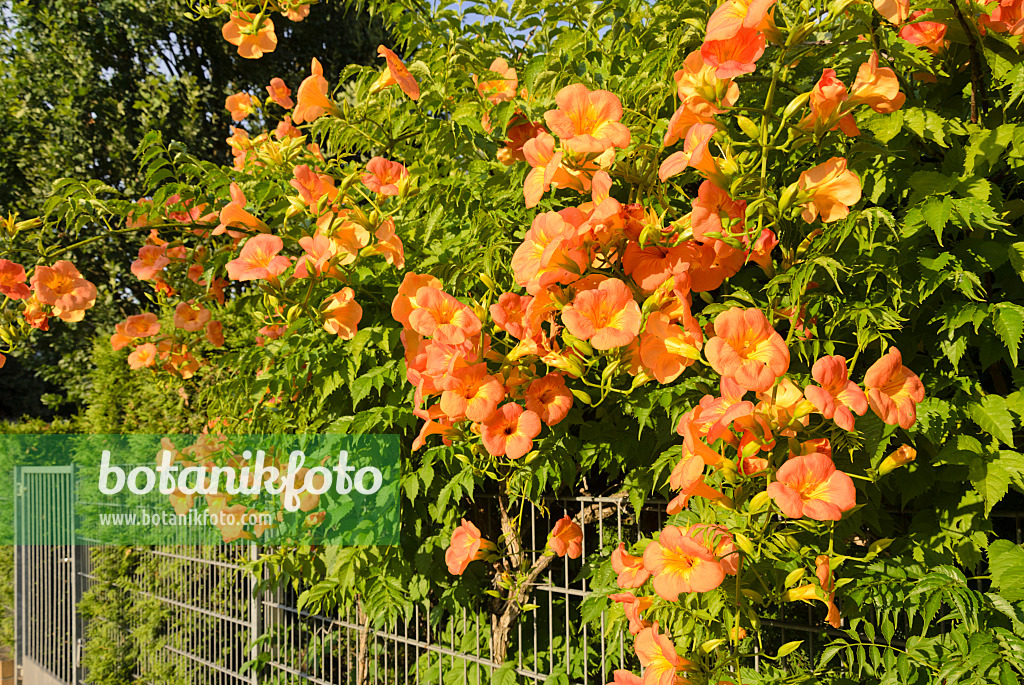 522111 - Amerikanische Trompetenblume (Campsis radicans)