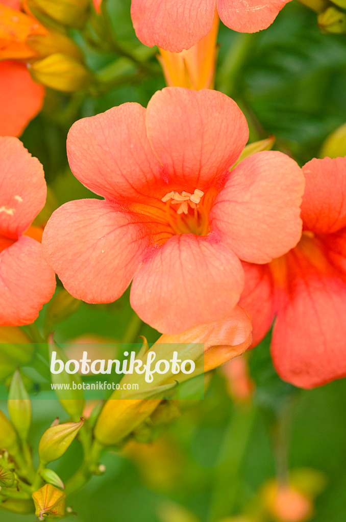 534508 - Amerikanische Trompetenblume (Campsis radicans)