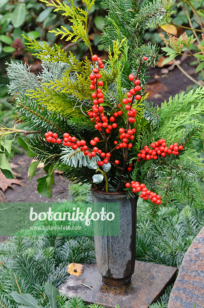 466067 - Amerikanische Winterbeere (Ilex verticilata)