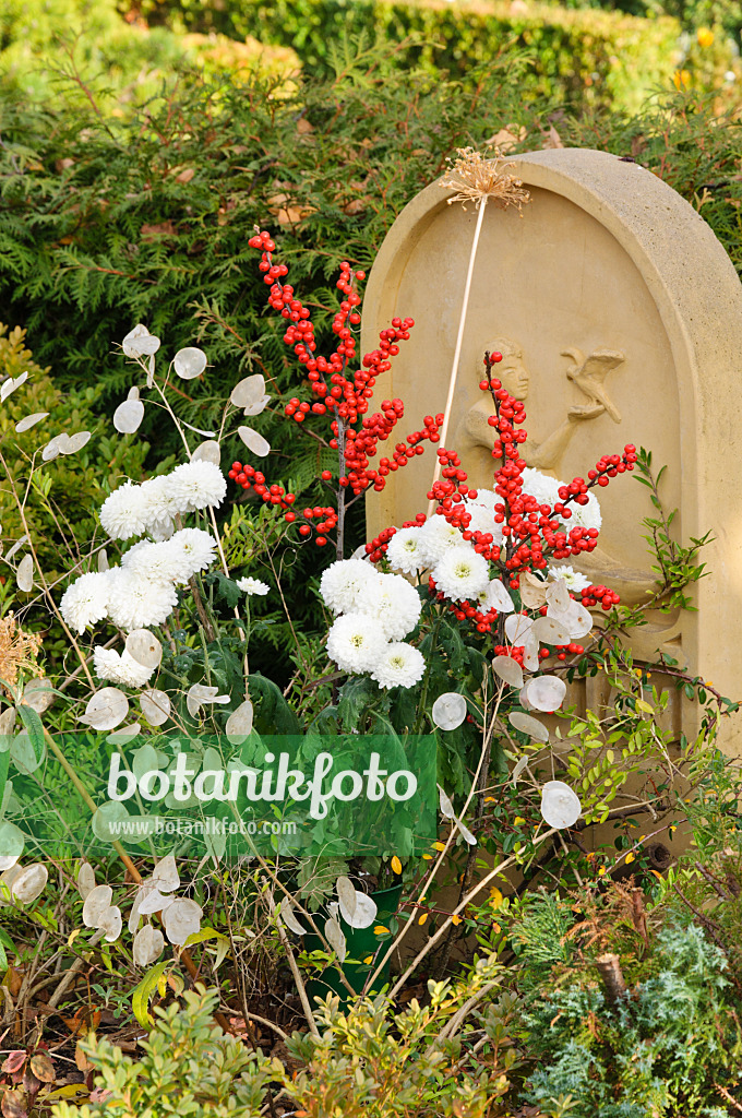 466068 - Amerikanische Winterbeere (Ilex verticilata), Chrysanthemen (Chrysanthemum) und Einjähriges Silberblatt (Lunaria annua)