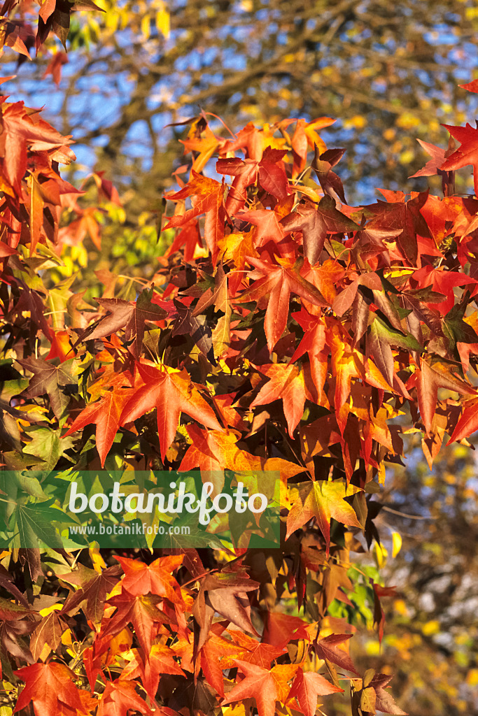 371001 - Amerikanischer Amberbaum (Liquidambar styraciflua)