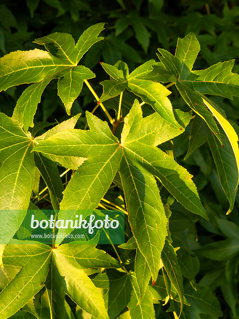 429118 - Amerikanischer Amberbaum (Liquidambar styraciflua)