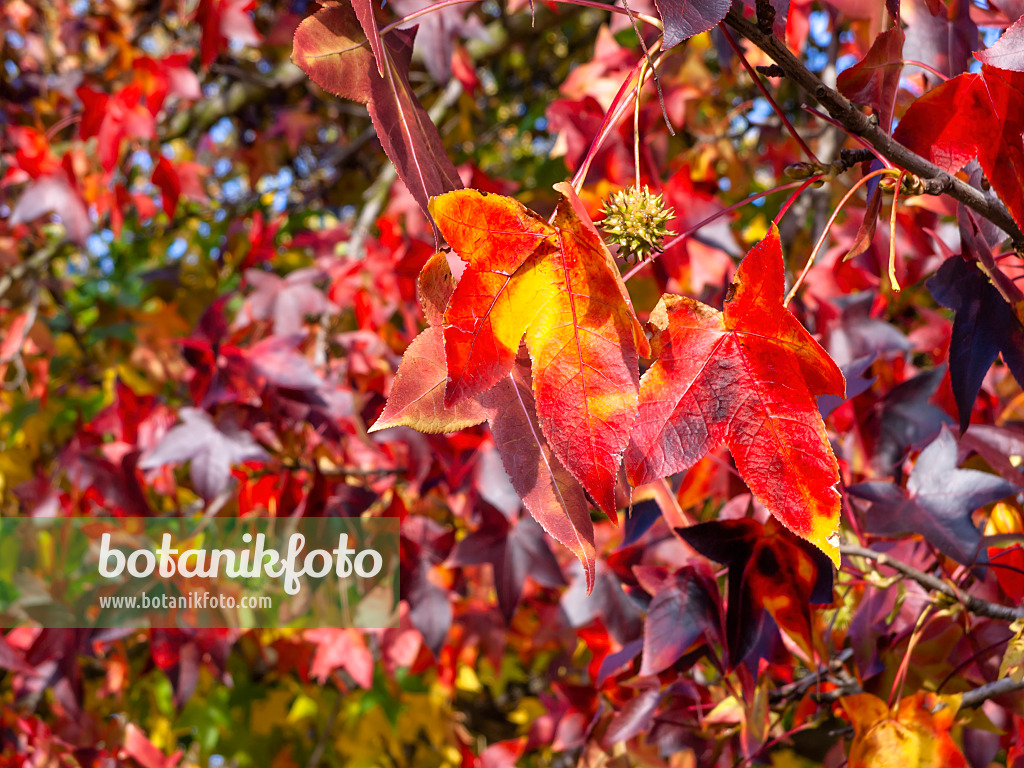 465278 - Amerikanischer Amberbaum (Liquidambar styraciflua)