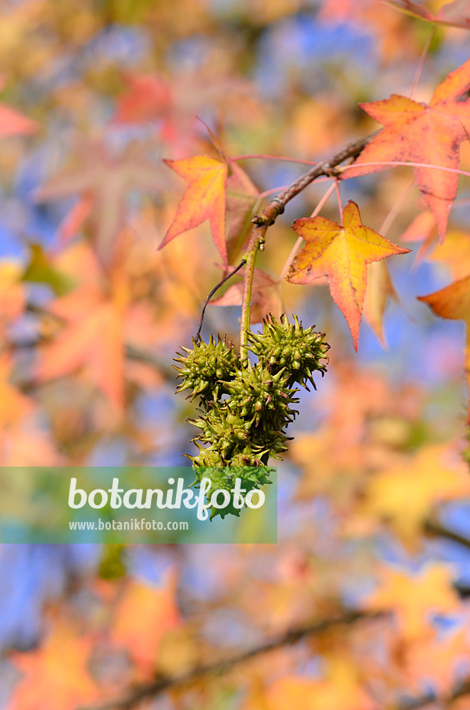 525414 - Amerikanischer Amberbaum (Liquidambar styraciflua)