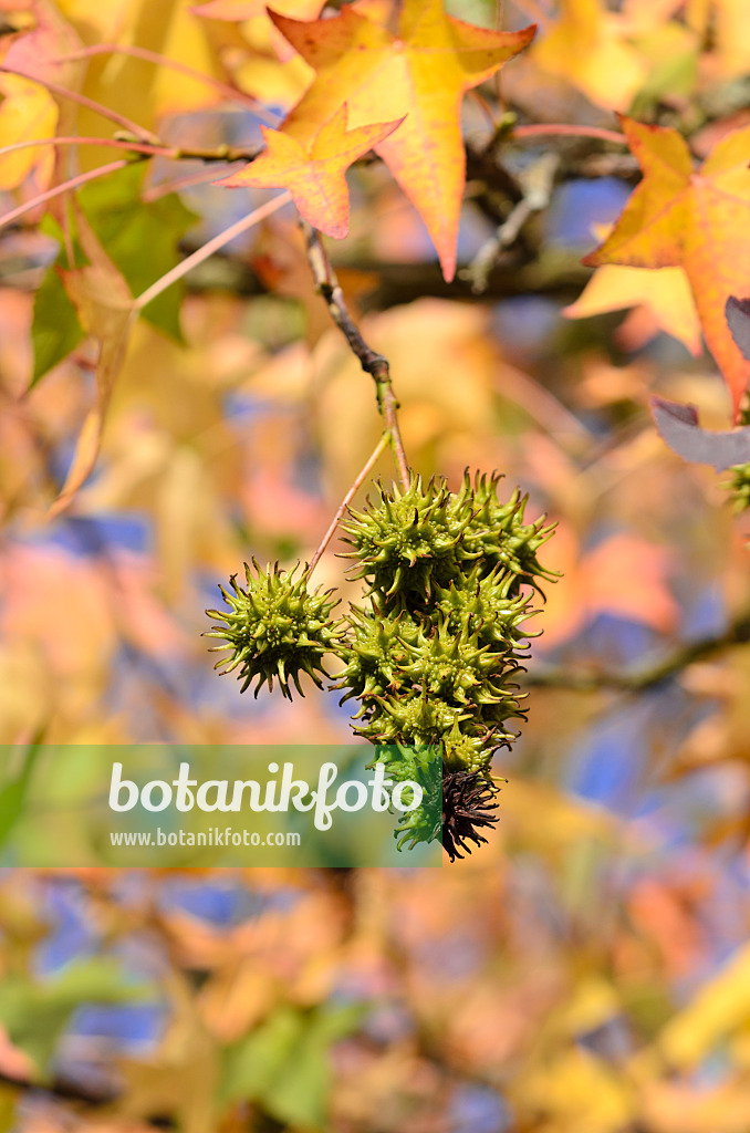 525415 - Amerikanischer Amberbaum (Liquidambar styraciflua)