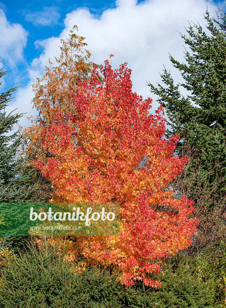 616261 - Amerikanischer Amberbaum (Liquidambar styraciflua)